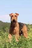 AIREDALE TERRIER 017